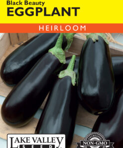Eggplant Black Beauty seeds