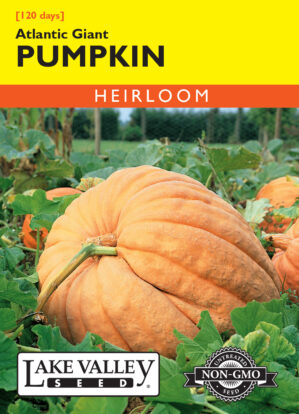 Pumpkin Atlantic Giant seeds
