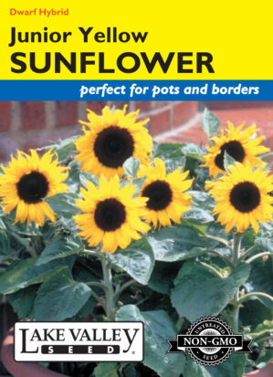 Sunflower Junior Yellow Hybrid (Pollenless) flower seeds