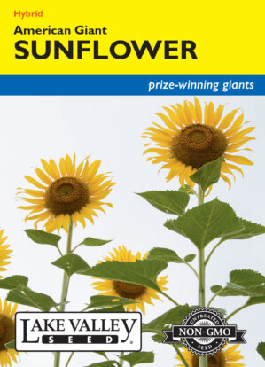 Sunflower American Giant Yellow Hybrid flower seeds