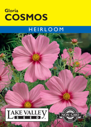 Cosmos Gloria flower seeds