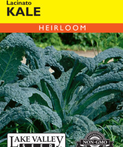 Kale Lacinato