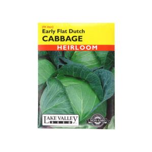 EARLY FLAT DUTCH MARKET CABBAGE  Heirloom Vegetable