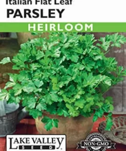 Italian Flat Leaf Parsley herb