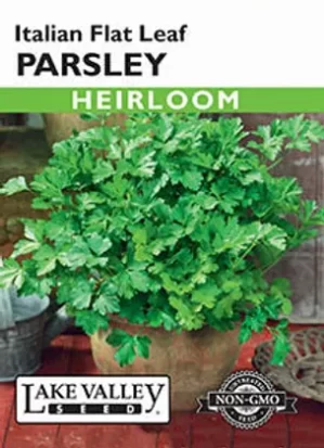 Italian Flat Leaf Parsley herb