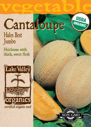 CANTALOUPE Hales Best Jumbo